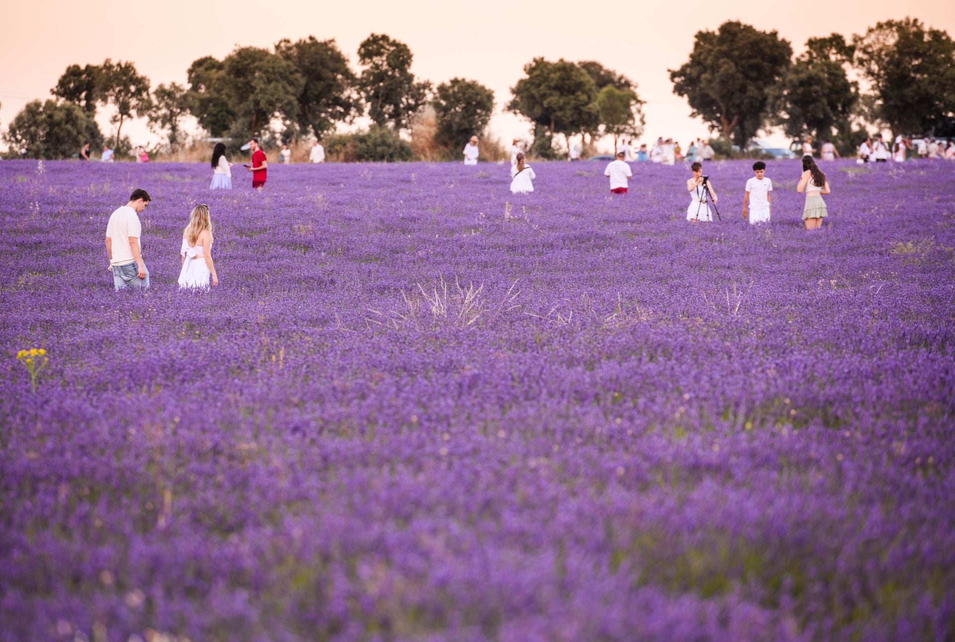 FOTOS | Los románticos campos de lavanda en Brihuega (Guadalajara)