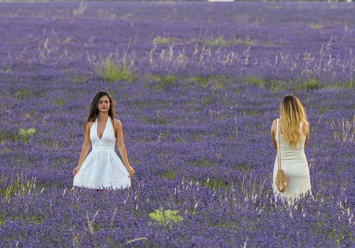 FOTOS | Los románticos campos de lavanda en Brihuega (Guadalajara)