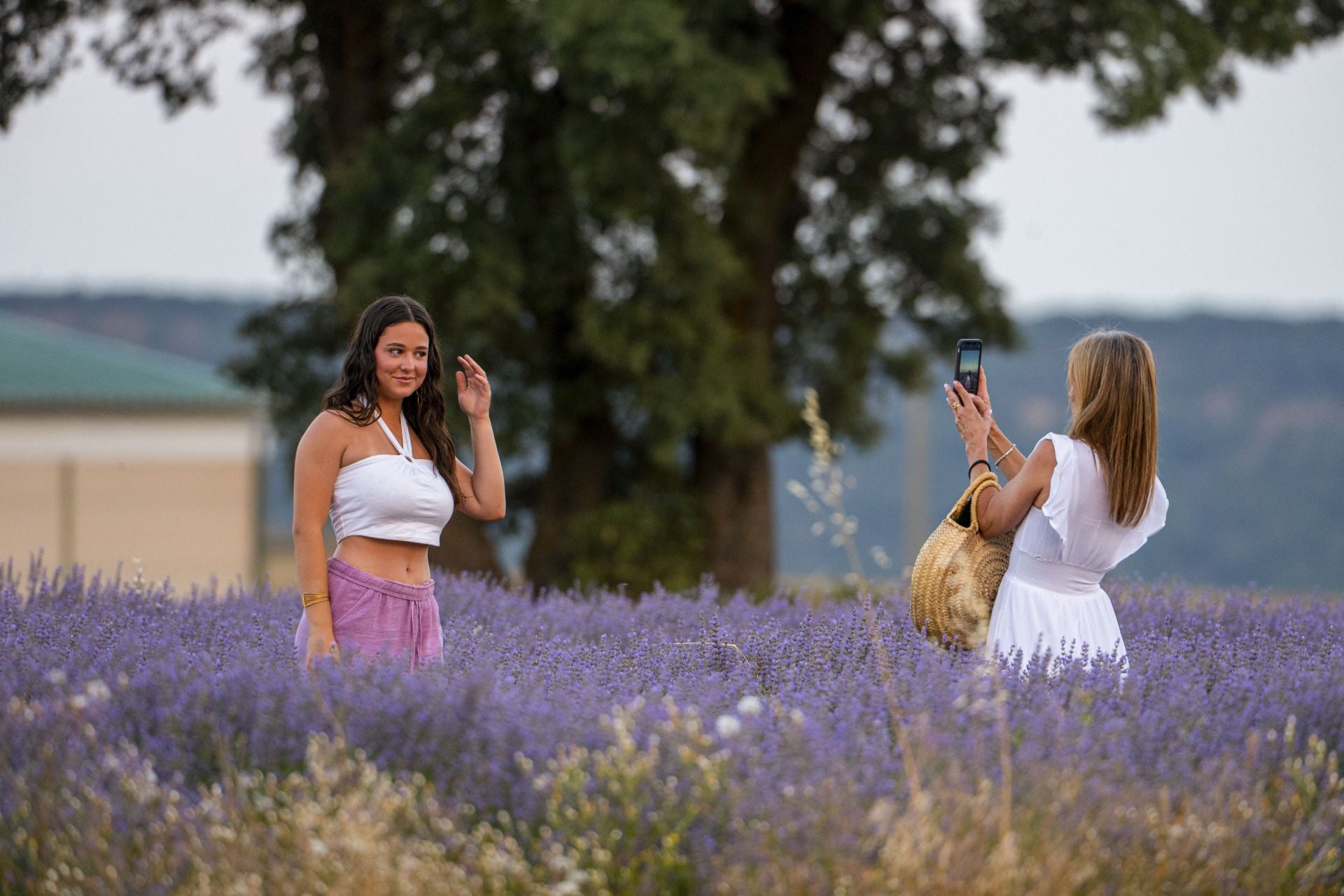 FOTOS | Los románticos campos de lavanda en Brihuega (Guadalajara)