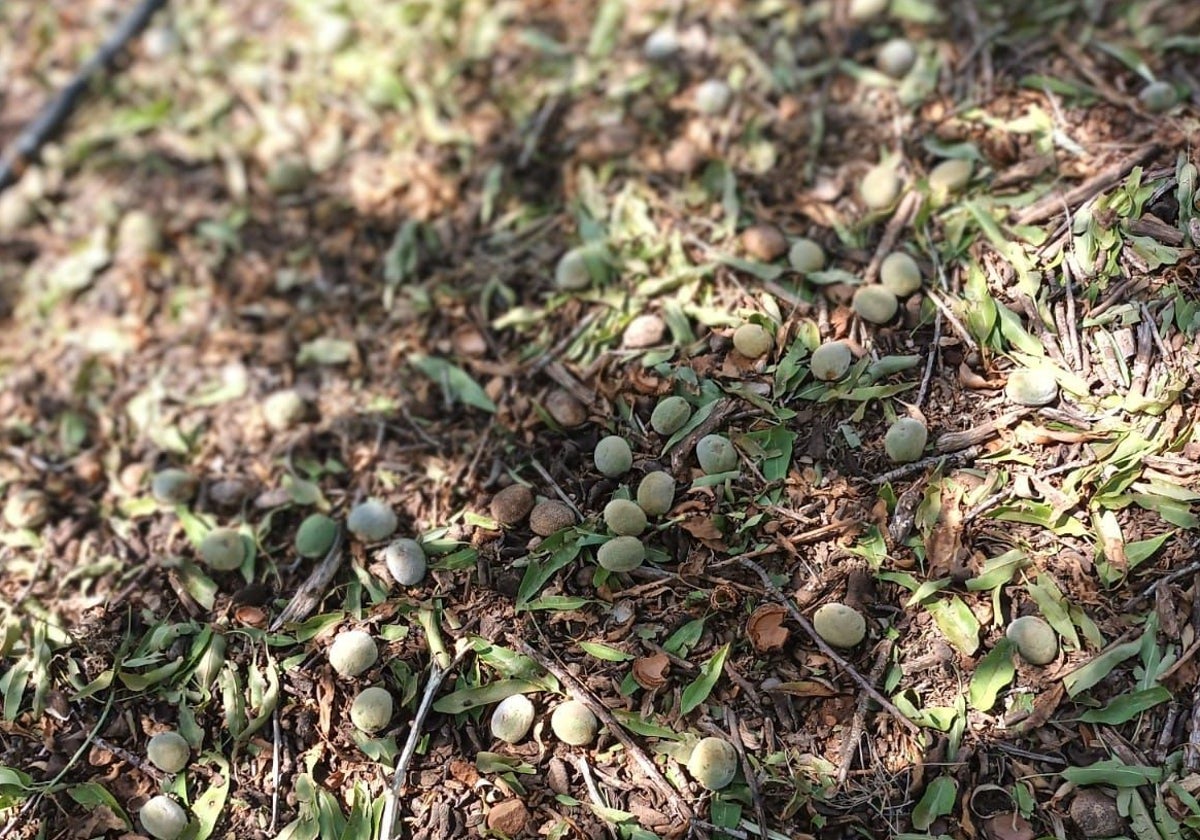 Efectos del granizo en almendros de Caudiel.