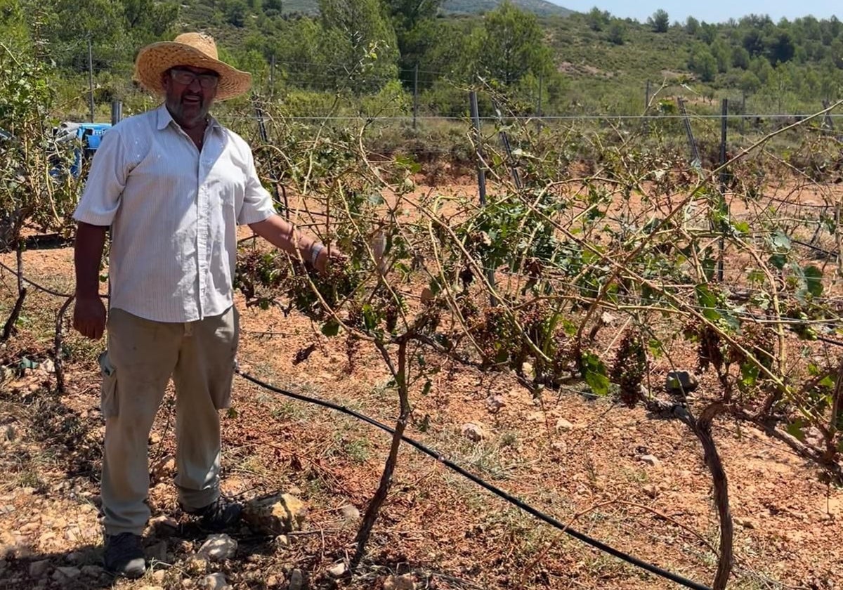 Agustín Pastor, en su campo de viñedo ubicado en Caudiel.