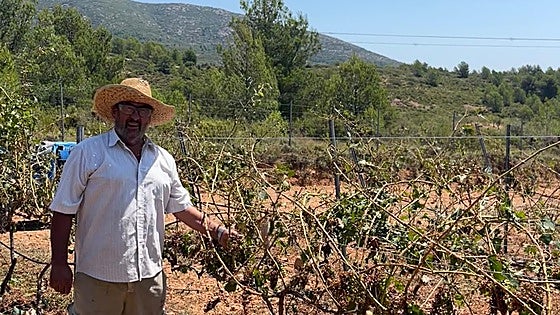 El granizo destroza la mejor campaña de aceite y vino de los últimos años para el pequeño agricultor valenciano