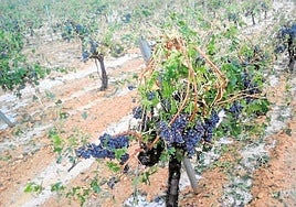 Agroseguro empieza a pagar indemnizaciones millonarias por las tormentas de granizo en el campo
