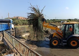 Recogida de maleza en la zona del tanque de tormentas.