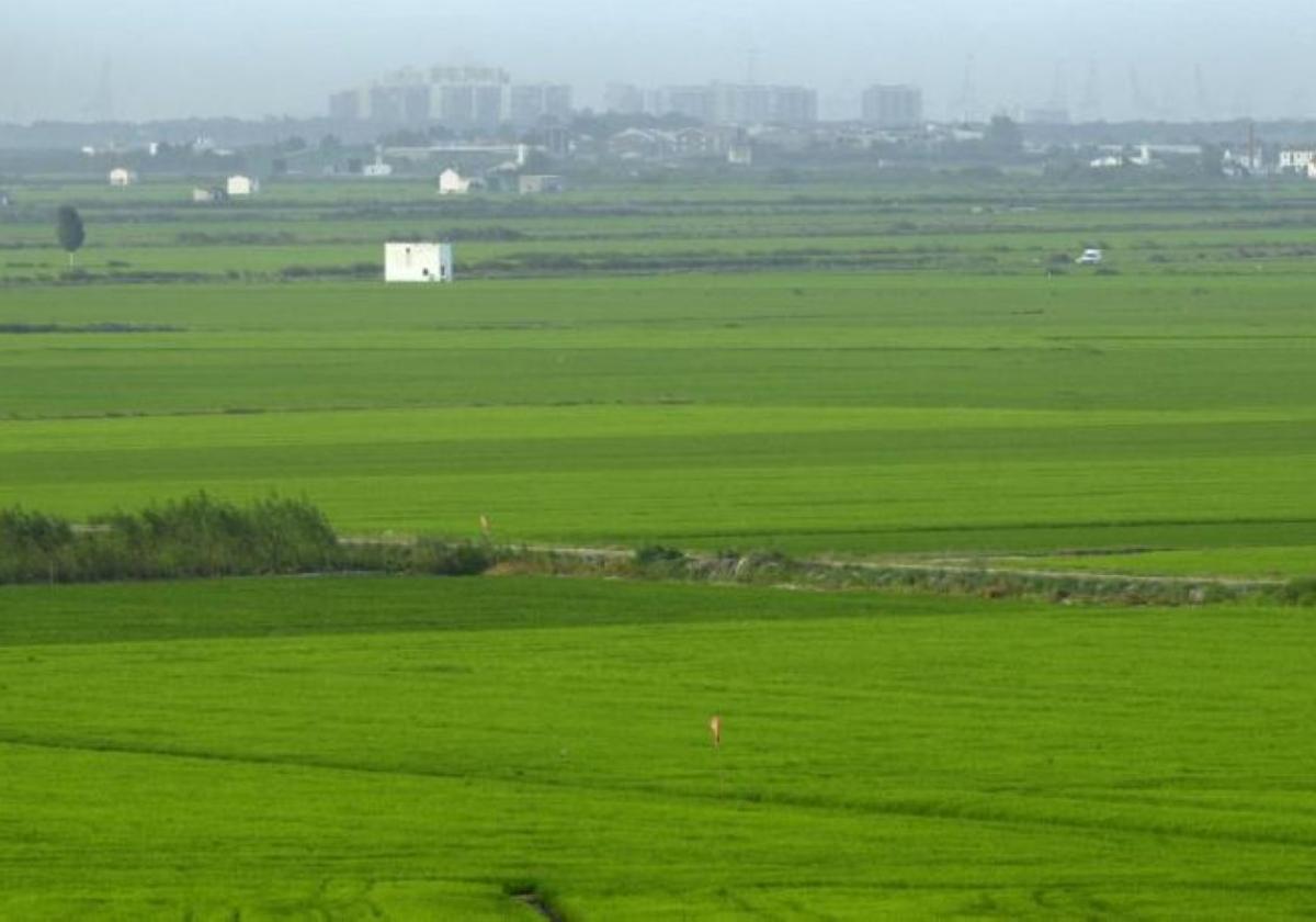 Incertidumbre. Campos de arroz entre la Albufera y Valencia. Su supervivencia depende de las ayudas de la PAC.