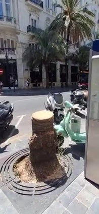 Una palmera cae sobre motos aparcadas en la calle de las Barcas de Valencia
