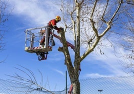 Un operario tala un árbol, en una imagen de archivo.