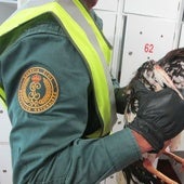 La Guardia Civil intervino 50 gallos a los que habían amputado la cresta para participar en las peleas.