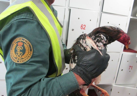 La Guardia Civil intervino 50 gallos a los que habían amputado la cresta para participar en las peleas.
