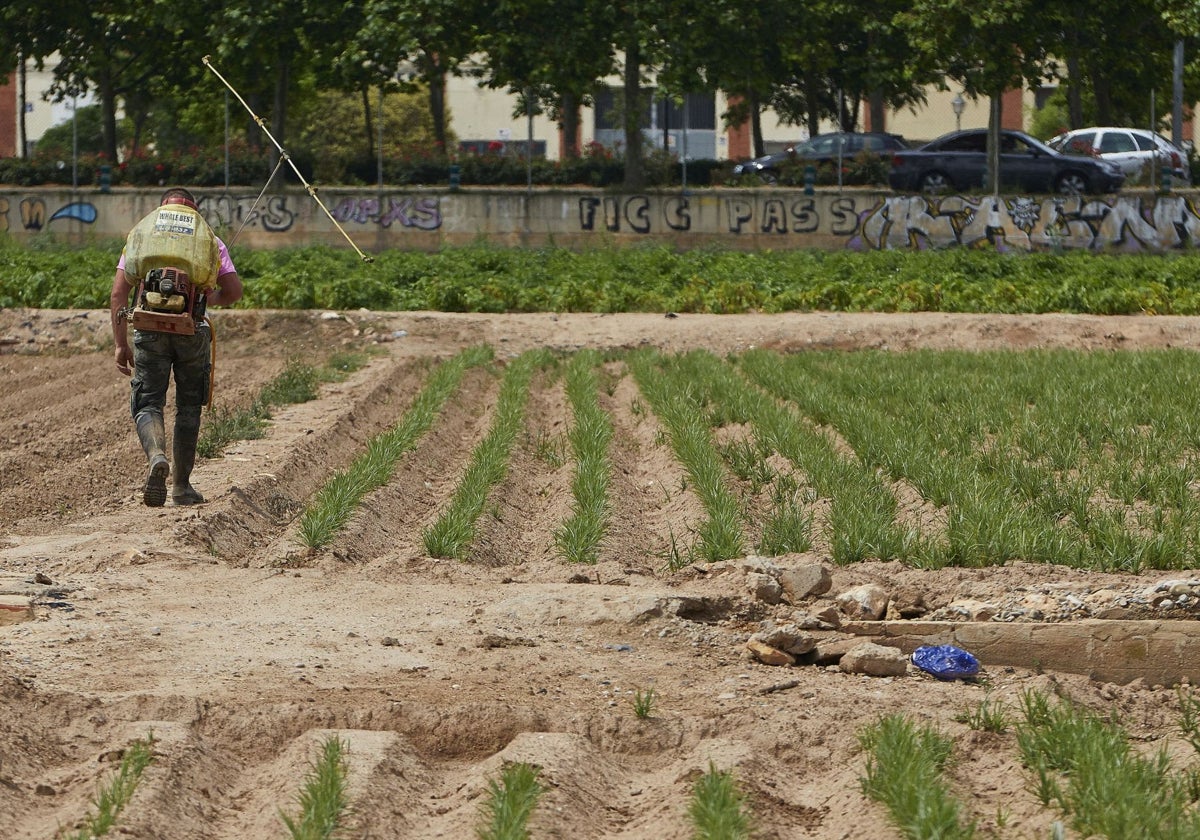 Un campo de huerta en el área metropolitana de Valencia.