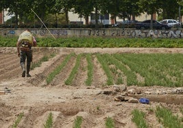 Un campo de huerta en el área metropolitana de Valencia.