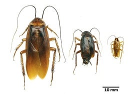 La cucaracha americana, oriental y germánica.