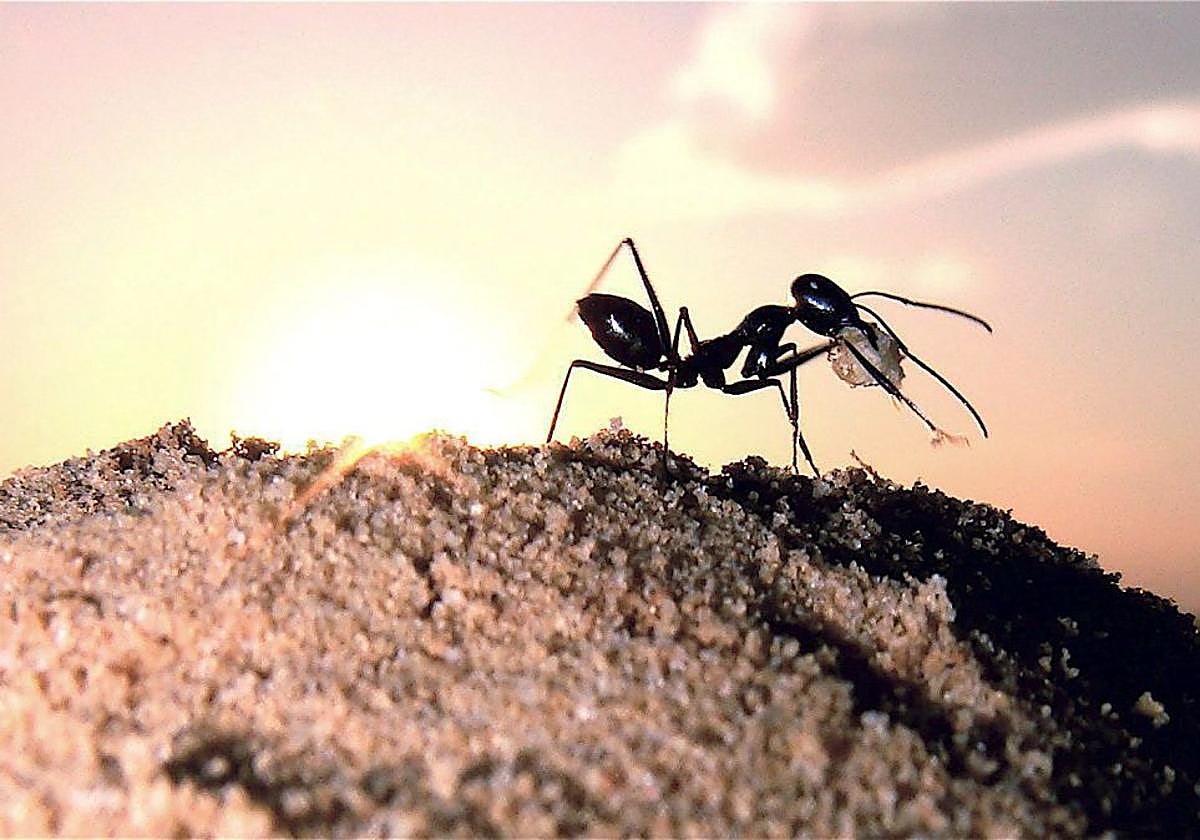 Hormiga posada en un montículo del desierto salino de Túnez