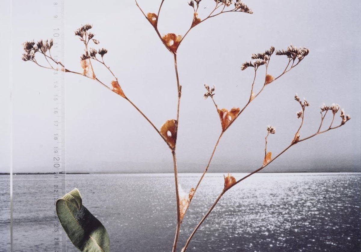 'Herbari Albuferic' de Joan Fontcuberta, una de las obras que se expondrá en el Museo Anfibio.