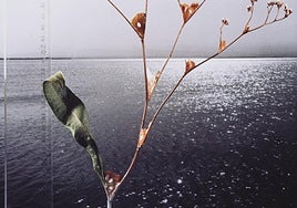 'Herbari Albuferic' de Joan Fontcuberta, una de las obras que se expondrá en el Museo Anfibio.