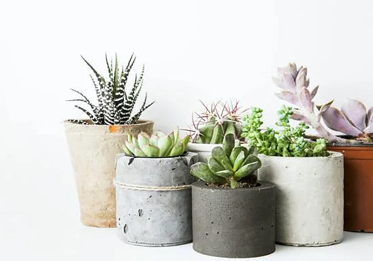 El truco para que las plantas se mantengan frescas y regadas mientras estamos de vacaciones