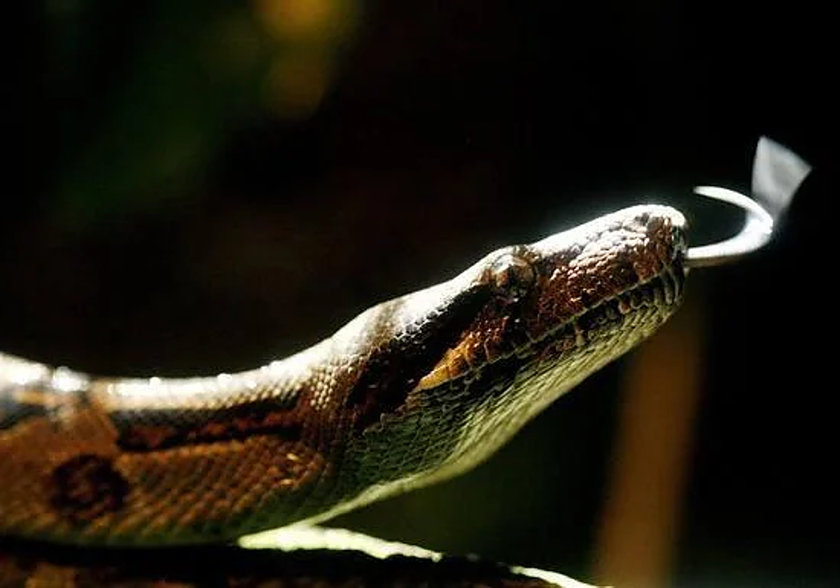 Imagen de archivo de una serpiente.