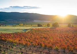 Explotación de viñas en Requena.