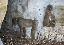 La dril Xana junto a su cría.