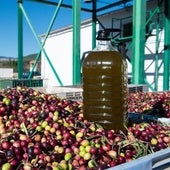 Una garrafa de aceite sobre cientos de aceitunas.