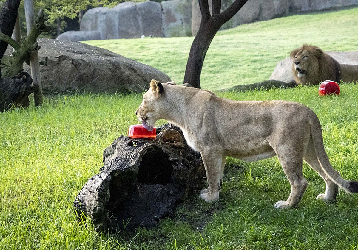 Helado con carne y sangre para los leones del Bioparc.