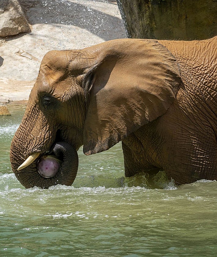 Imagen secundaria 2 - Animales del Bioparc, con los refrescantes helados.