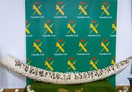 Cae una red de tráfico de piezas de marfil en Valencia que asesinó 127 elefantes