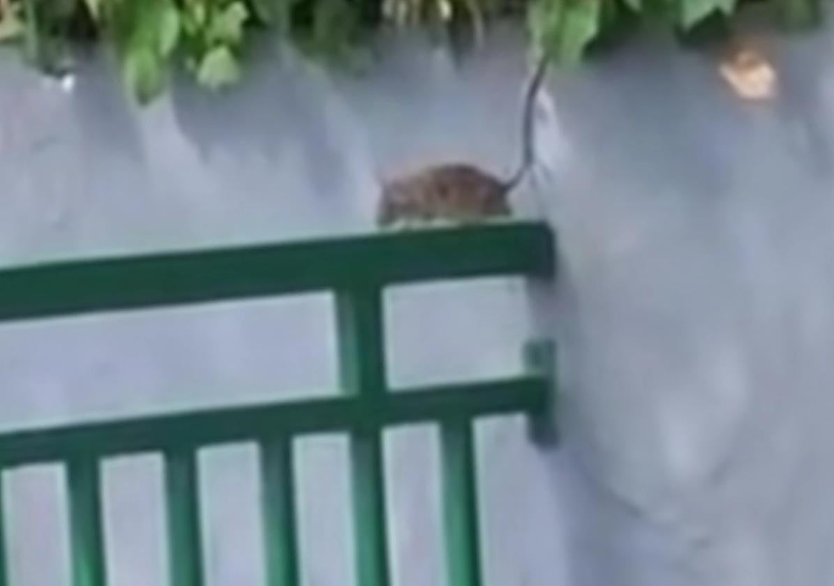 Una rata se pasea por la barandilla de la piscina.