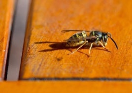 Una avispa.