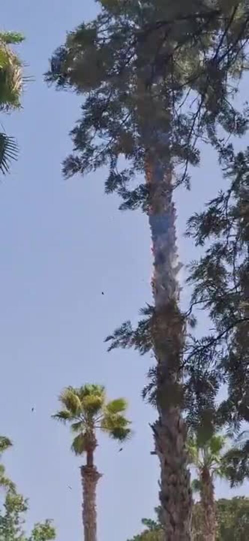 Dos palmeras arden durante la gran mascletà de Aldaia