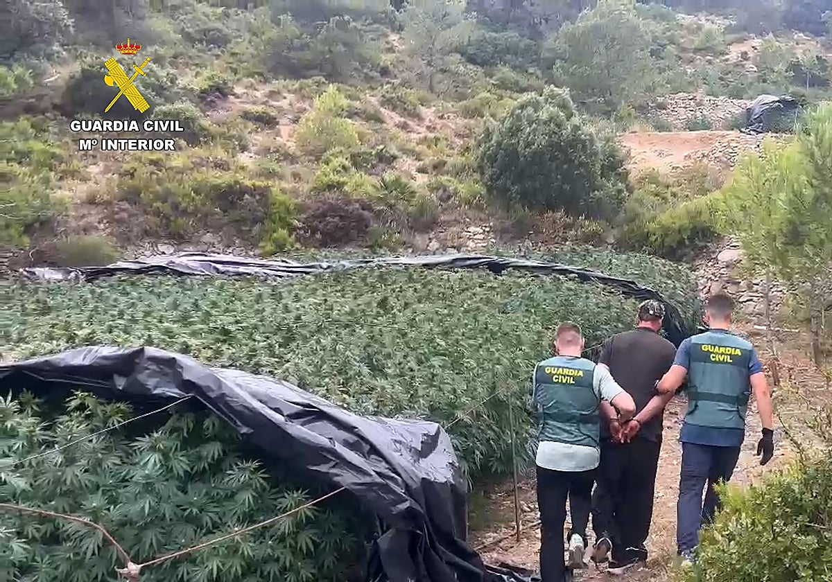 La Guardia Civil con el detenido en la plantación.