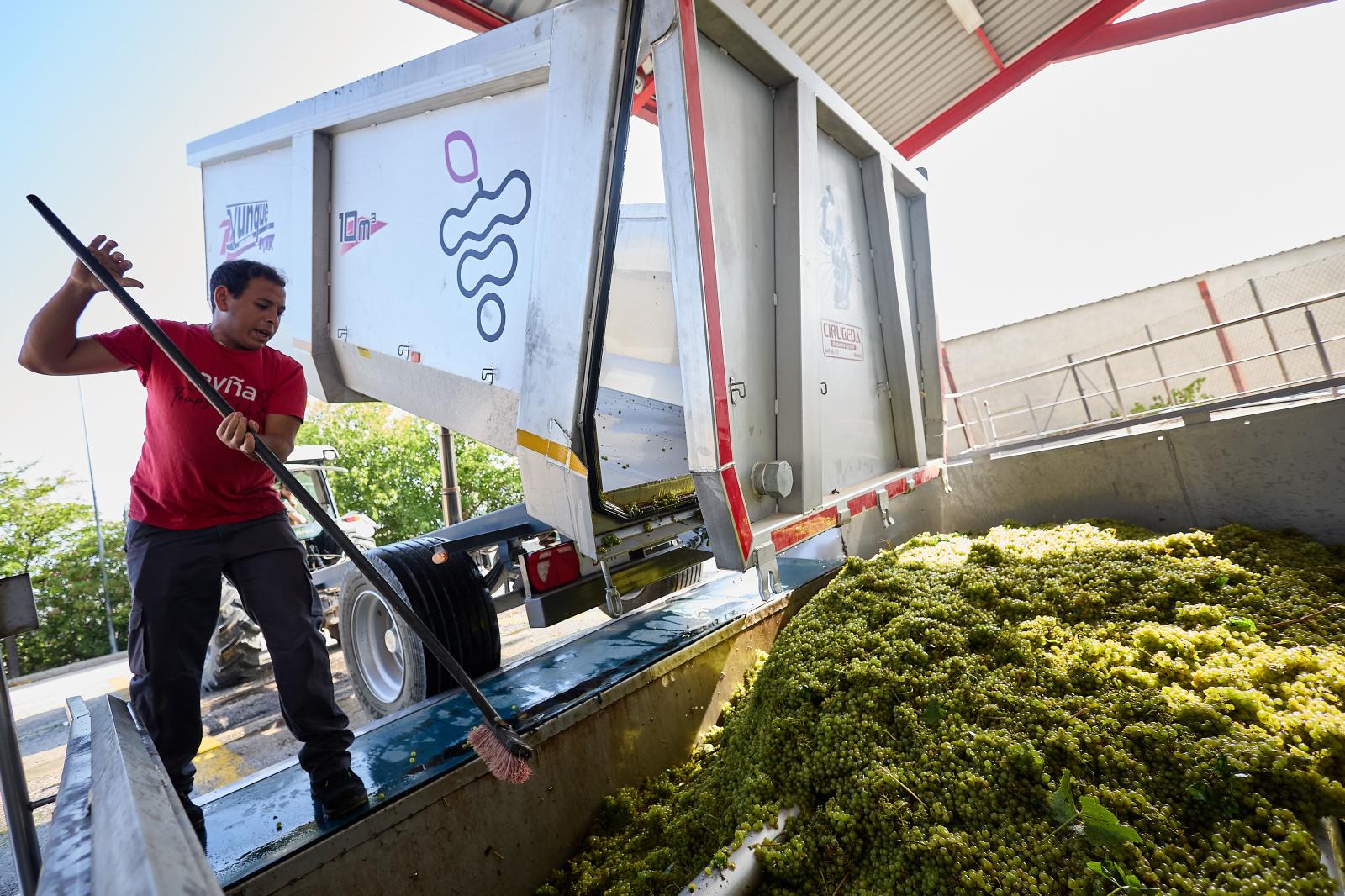 Imagen principal - Arriba, las primeras uvas que han llegado a la Cooperatia La Víña. Abajo, el presidente de la bodega, José Fita y a la derecha, detalle de un racimo de Chardonny.