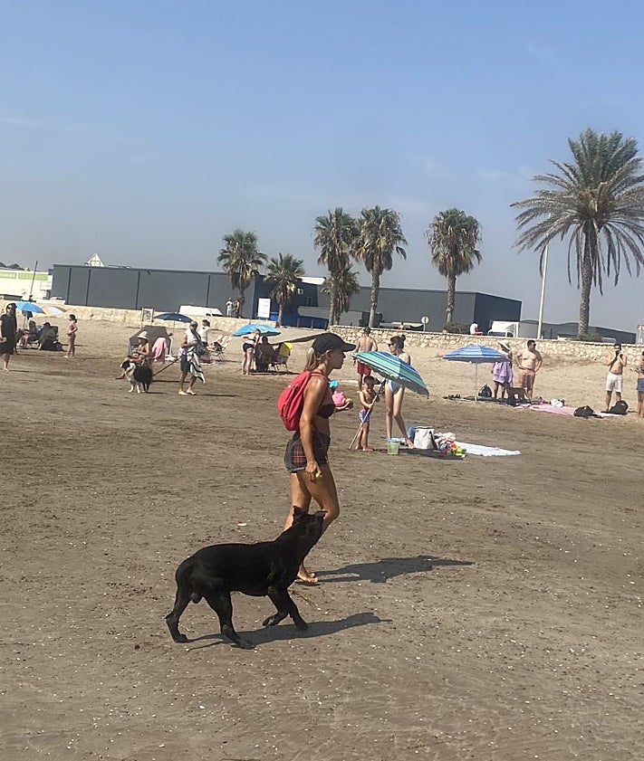 Imagen secundaria 2 - Playa de Meliana, junto a la acequia de San Vicente; Port Saplaya norte sin casi bañistas y playa canina.