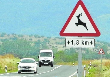 Un motorista fallece al salirse de la carretera en Gandia tras cruzarse un jabalí