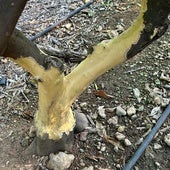 Tronco de naranjo roído por conejos. Sin el floema (la piel), no circula la savia elaborada: el árbol muere.