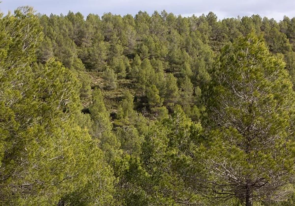 Bosques de Enguera.
