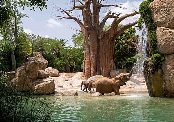 La manada de elefantes de BIOPARC Valencia.