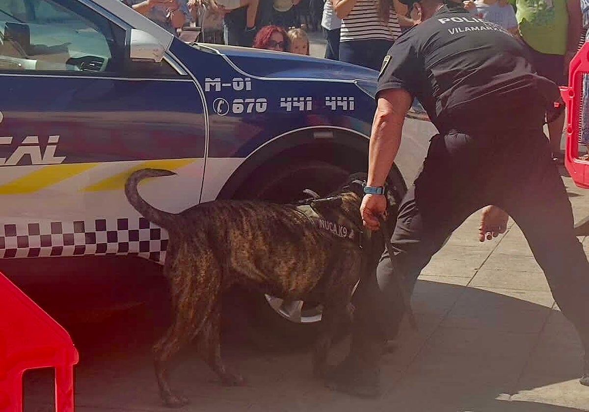 Perros entidroga en las fiestas de Almàssera.
