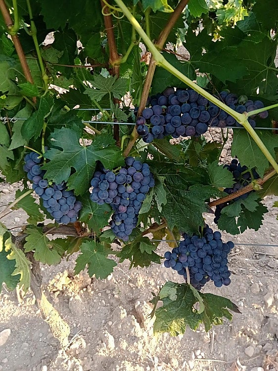 Racimos de uvas