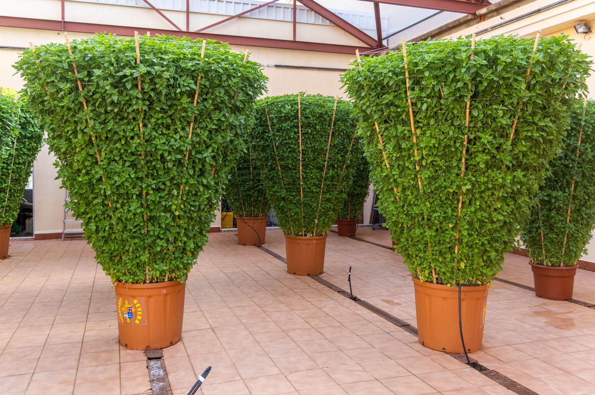 Fotos | La fiesta de les alfabegues en Bétera
