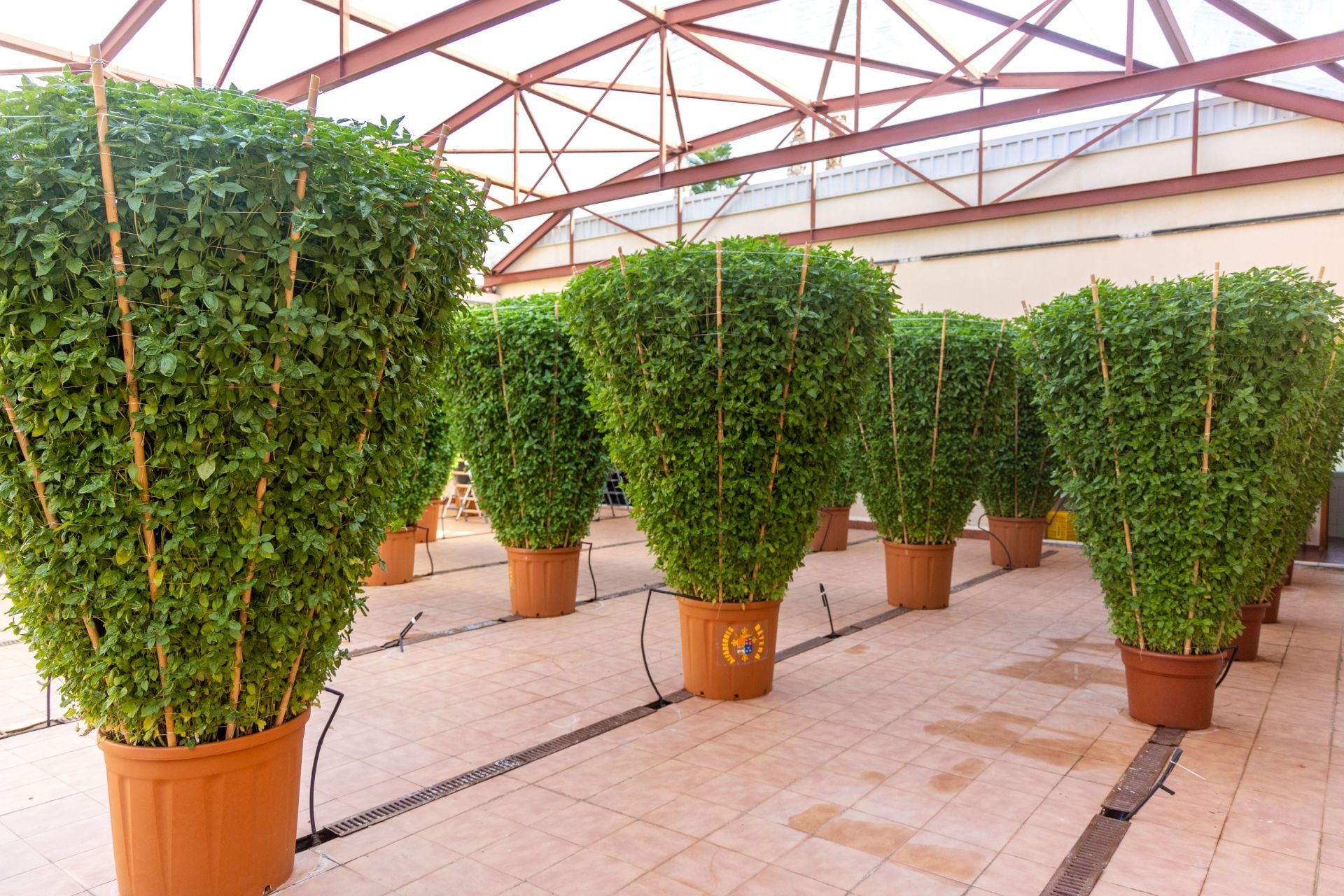 Fotos | La fiesta de les alfabegues en Bétera