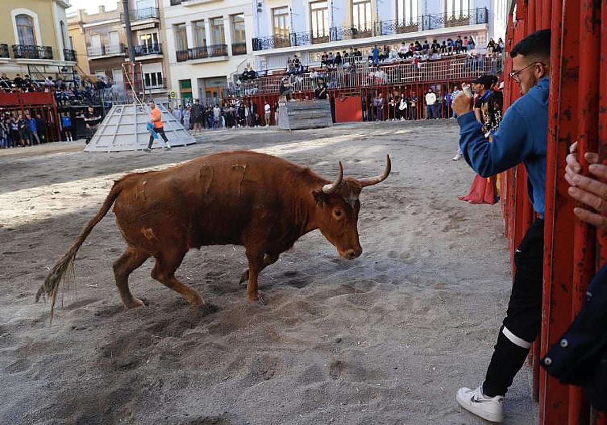 Festejo de bous al carrer en Cheste.