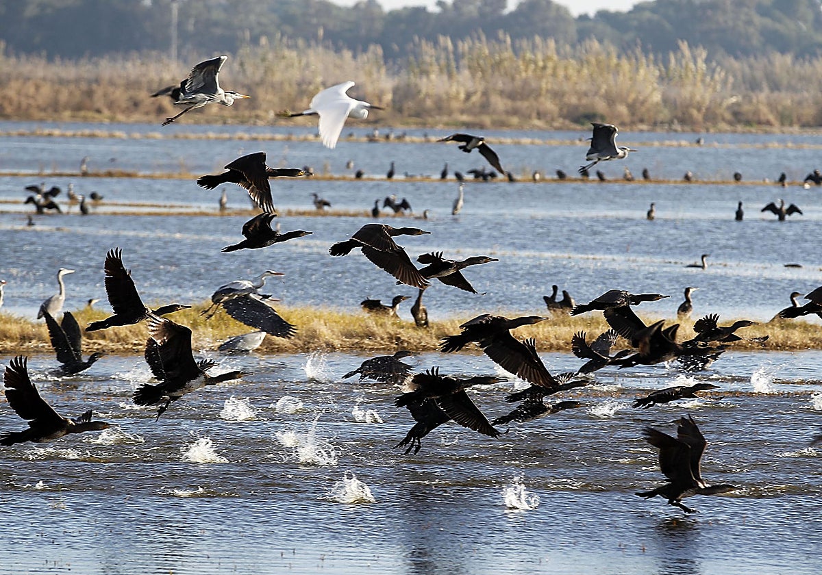 Una bandada de aves en la Albufera.