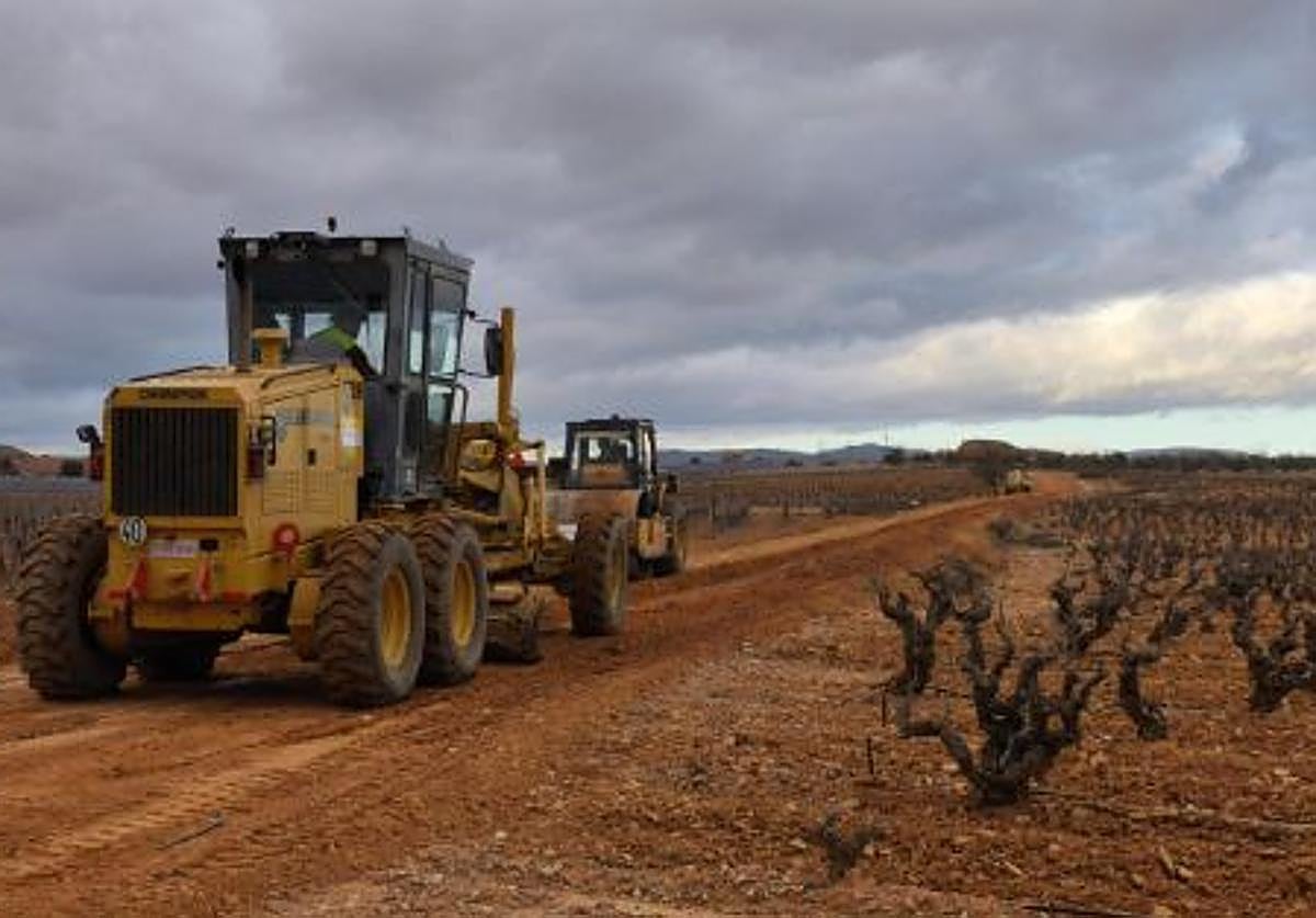 Un campo de viñedos afectado