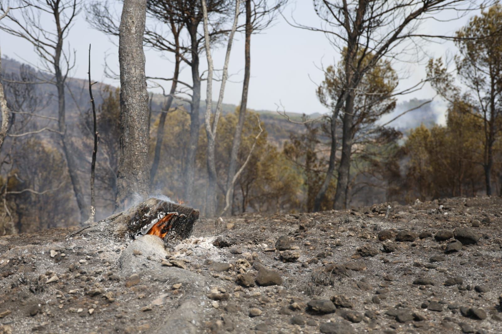 FOTOS | Incendio forestal en Teresa de Cofrentes