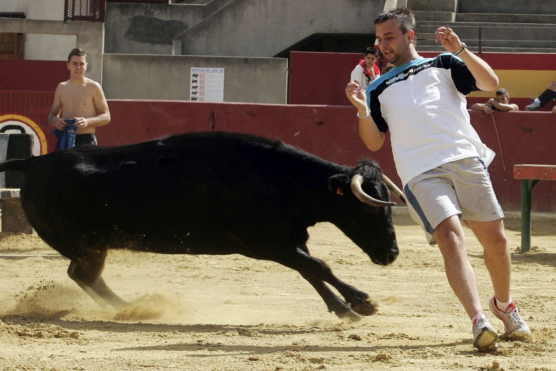 Entrada y prueba de ganado: toros y vaquillas
