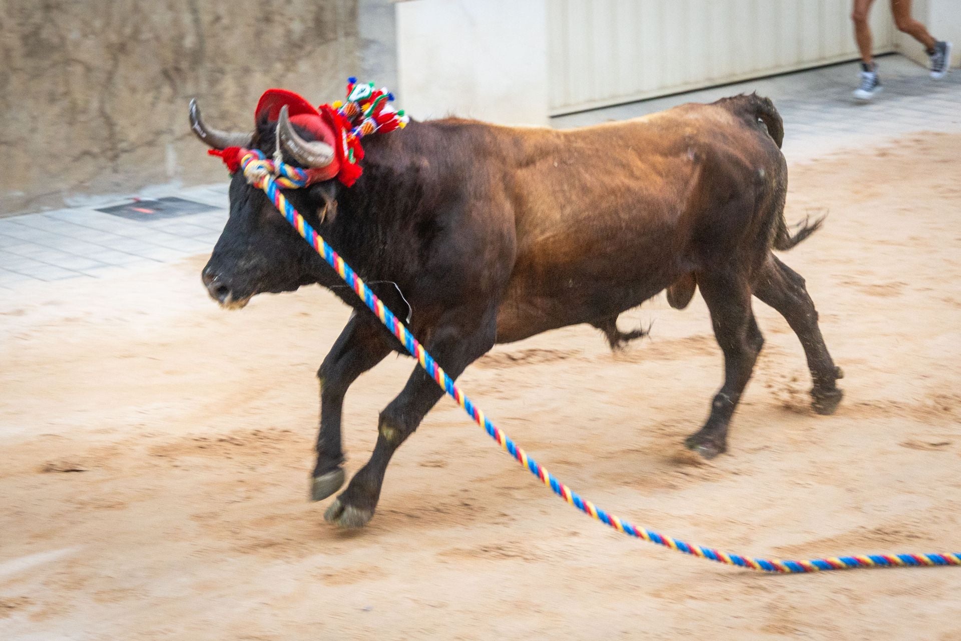 El Torico ya corre por las calles de Chiva como bálsamo contra la dana