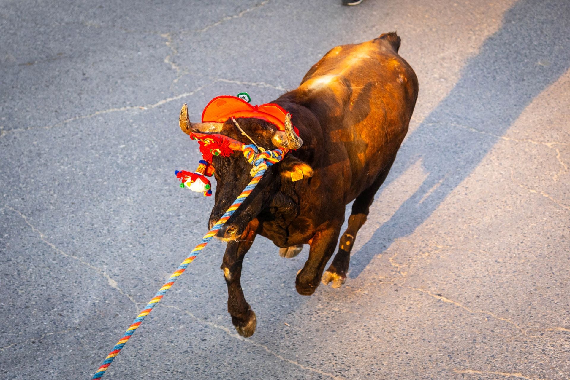 El Torico ya corre por las calles de Chiva como bálsamo contra la dana