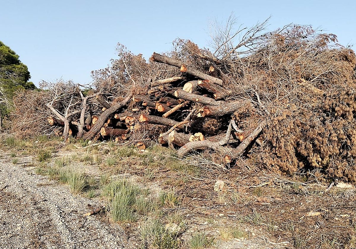 Estado de un camino rural en la Sierra Calderona.