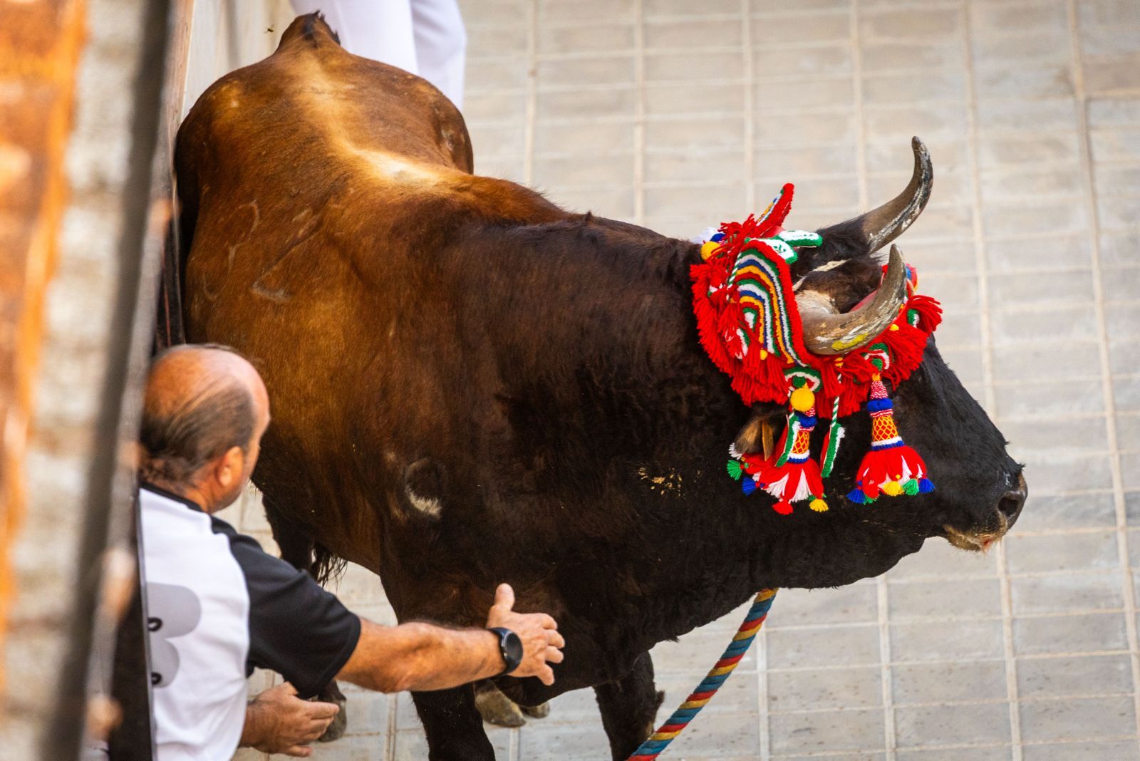 El Torico ya corre por las calles de Chiva como bálsamo contra la dana
